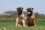 BULLMASTIFF 354